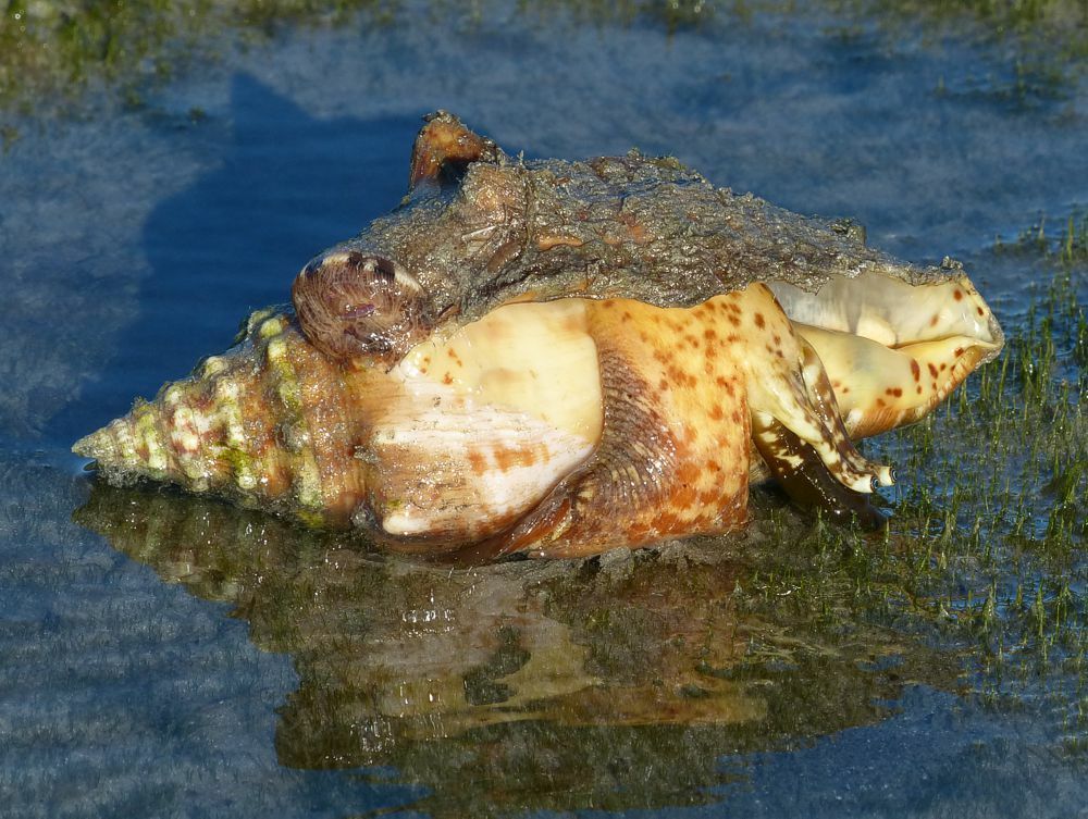 Click to See Next Image